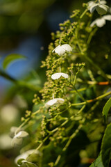 Close up foliage of alyssum plant, a wall crawler plant