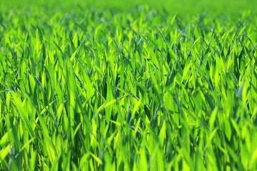 Gras als grüner Hintergrund