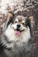 Portrait of a Finnish Lapphund dog outdoors