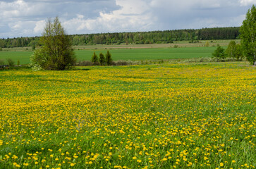 Obraz premium Blooming dandelion meadows in spring