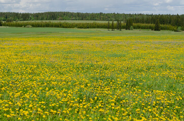 Blooming dandelion meadows in spring