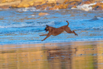 Fototapeta na wymiar Boxer dog enjoying the beach