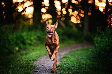 Ein Magyar Vizsla Hund läuft im Abendlicht auf die Kamera zu - obrazy, fototapety, plakaty