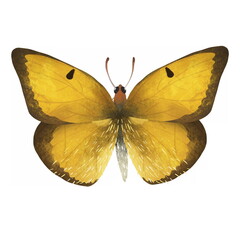 Elegant yellow and brown butterfly with colorful wings and antennae isolated on white background. Pretty flying moth top view.  Colored flat textured realistic illustration