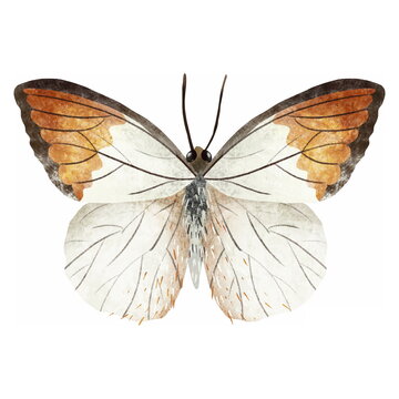 Cute summer butterfly. Butterfly species Hebomoia glaucippe "Great Orange Tip" on white background