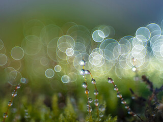 nice macro detail of water drop on leaf or green fern and bokey