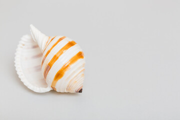Beach seashells on colored background. Mock up with copy space
