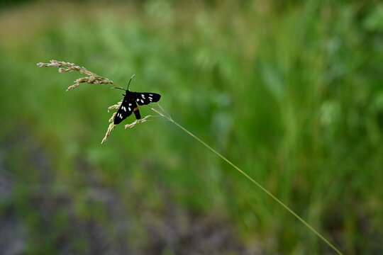 A black butterfly with white spots and a yellow belly sits on a stalk of grass. Evening time, a small dark butterfly sits in the grass. Evening summer forest. Large photo