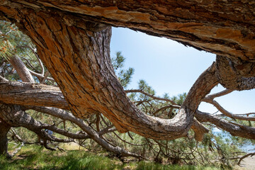 powerful pine branches