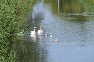 Swans with cygnets swimming in the river in the Netherlands