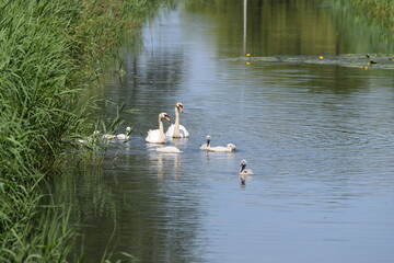 Swans with cygnets swimming in the river in the Netherlands