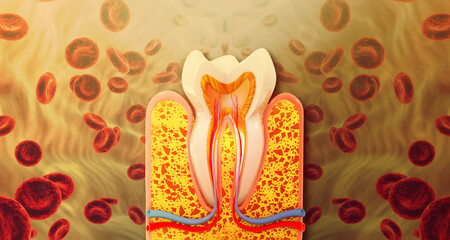 Human teeth cross section anatomy. 3d illustration.