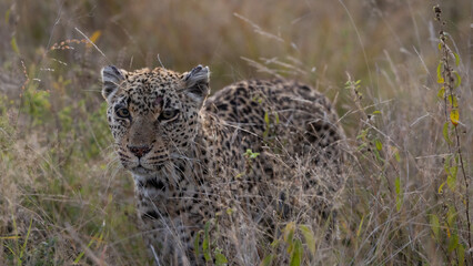 Old leopard in tall grass