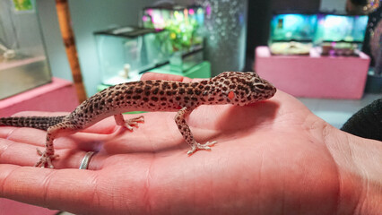 Young Gekon lamparci sits on palm