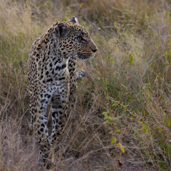 Old leopardess in tall grass