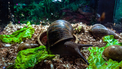 Achatina fulica drink water from bowl
