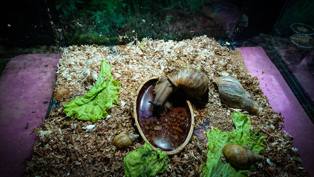 Achatina fulica drink water from bowl