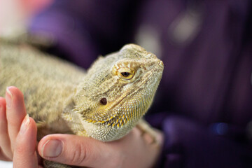 Central bearded dragon in palms