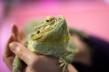 Central bearded dragon in palms