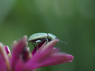 beautiful flower in backyard