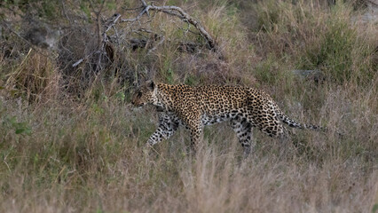 Naklejka premium Old leopardess in tall grass
