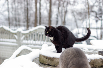 Winter morning. Stray cats eat