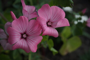 A branch of pink royal mallow