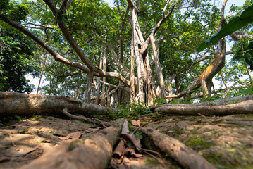 Banyan tree at Khao-luang national park in Sukhothai, Thailand