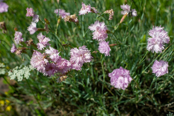 Dianthus plumarius . Feder-Nelke . Pink 