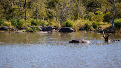 Fototapeta premium a huge pod of hippos