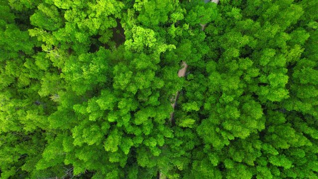 Aerial view over beautiful mangrove jungle at Bangkaew, Samut Songkhram, Thailand. Mangrove landscape. relaxing and scenic environment. 4k Drone Footage.
