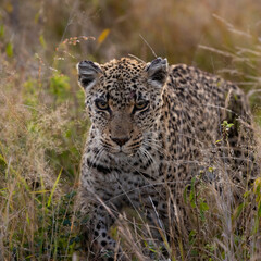 Fototapeta na wymiar Old leopardess in tall grass