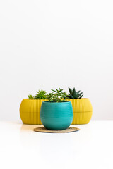 Succulent in a pot stands on a white table