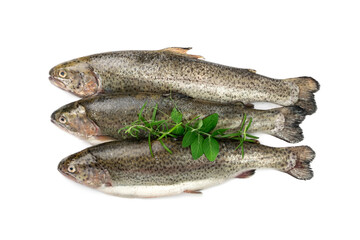 Raw Trout Isolated