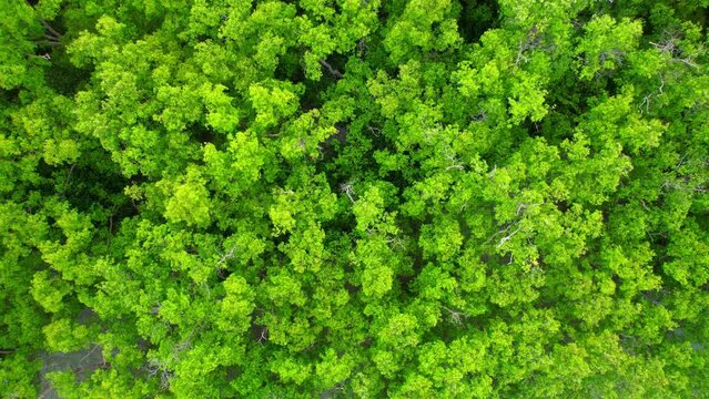 Aerial view Top view of Mangroves forest. An ecosystem in the Bangkaew, Samut Songkhram, Thailand. Mangrove landscape. 4k Drone Footage.

