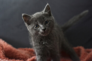 Beautiful little blue Russian kittens