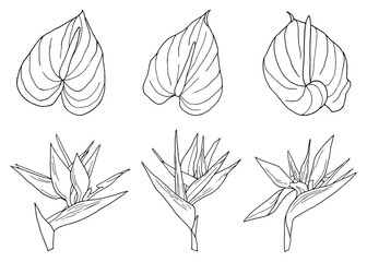 Anthurium flower graphic hand drawn illustrations set of line art tropical exotic strelitzia tropic floral elements for design