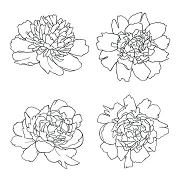 Peony hand drawn illustrations set of line art black botanical flowers isolated on white
