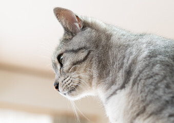 猫の横顔　サバトラ猫