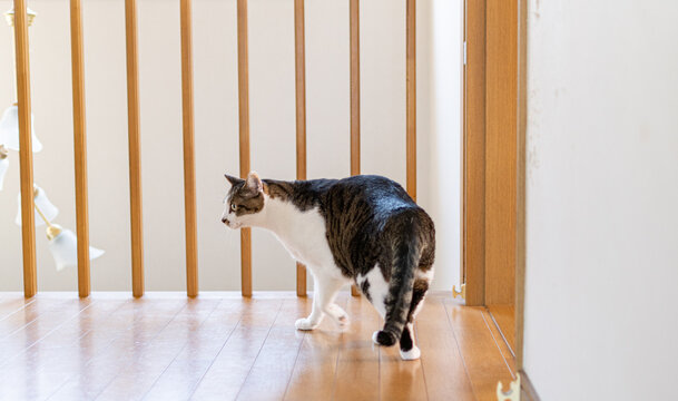 室内を歩く猫　キジトラ白