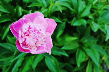 pink beautiful peony there is a place for an inscription