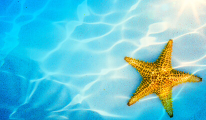 Fototapeta na wymiar Art Shells starfish on tropical sandy beach background