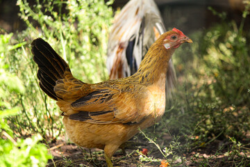 range chicken