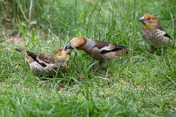 Close up of Hawfinch, Coccothraustes coccothraustes, in the grass feeding its young with seeds with out of focus a watching young in background