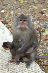 Naklejka premium A female long tailed monkey (Macaca fascicularis) with her baby at Pusuk Sembalun, Lombok island, Indonesia.