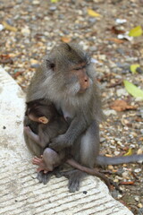A female long tailed monkey (Macaca fascicularis) with her baby at Pusuk Sembalun, Lombok island, Indonesia.