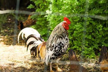 rooster in the farm