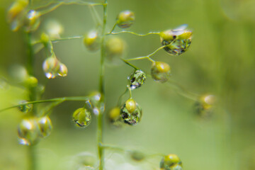 Delicate tiny water drops on stems with blinks, glare and reflections inside in sunshine on blur green background, macro, texture. Fresh morning wet plants in sunny day.