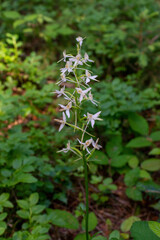 Platanthera bifolia . Weiße Waldhyazinthe. . Lesser butterfly-orchid