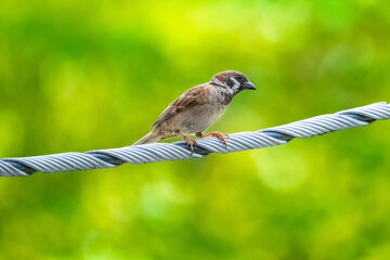 Close-up of a house sparrow sitting on a cable